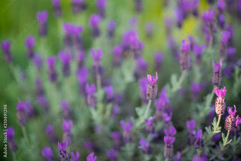 Shallow depth lavender blooms Shallow depth lavender blooms