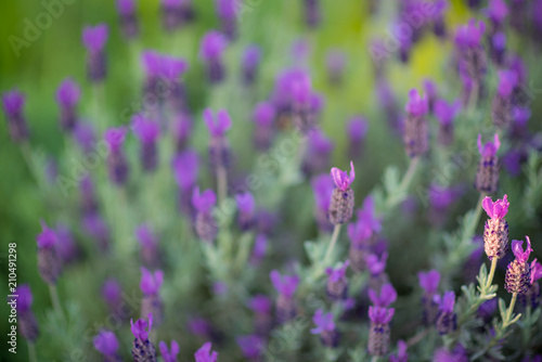 Shallow depth lavender blooms