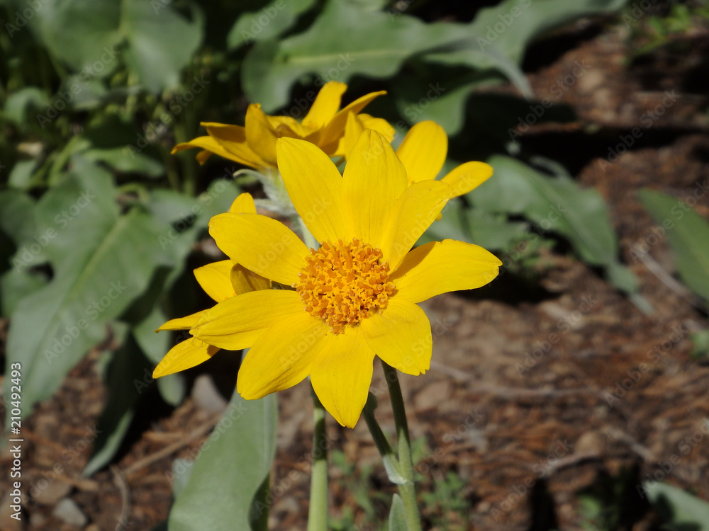 Arrowleaf Balsamroot Arrowleaf Balsamroot