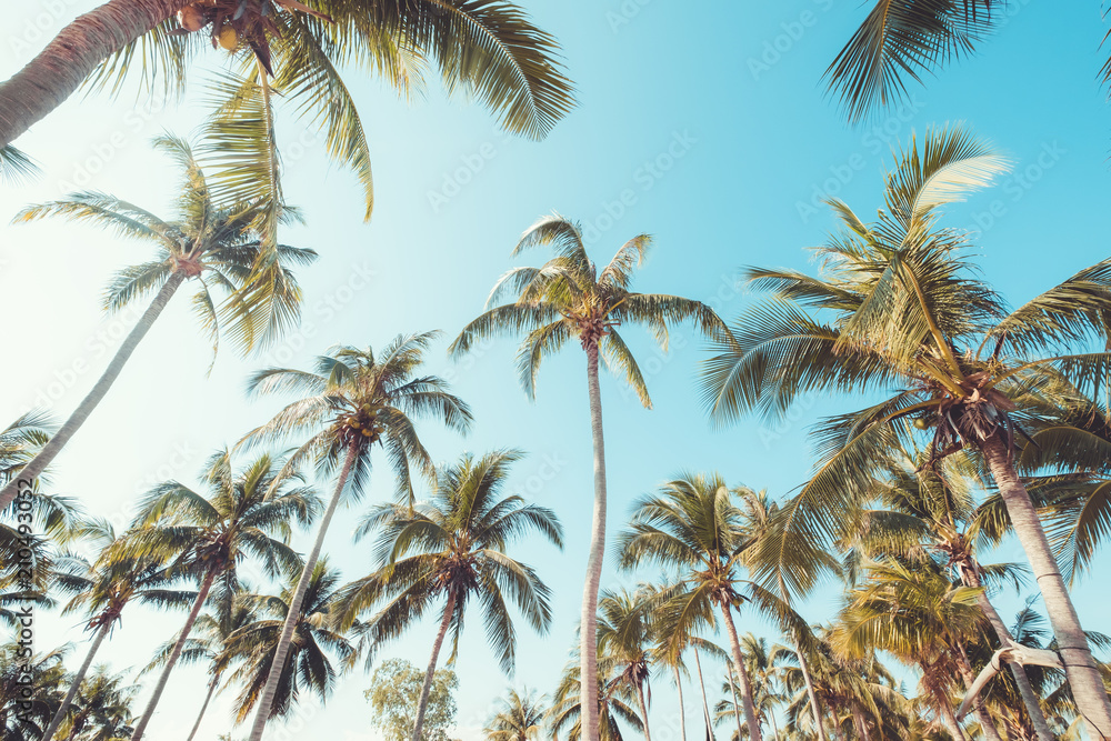Palm tree on tropical beach with blue sky and sunlight in summer, uprisen angle. vintage instagram filter effect Palm tree on tropical beach with blue sky and sunlight in summer, uprisen angle. vintage instagram filter effect