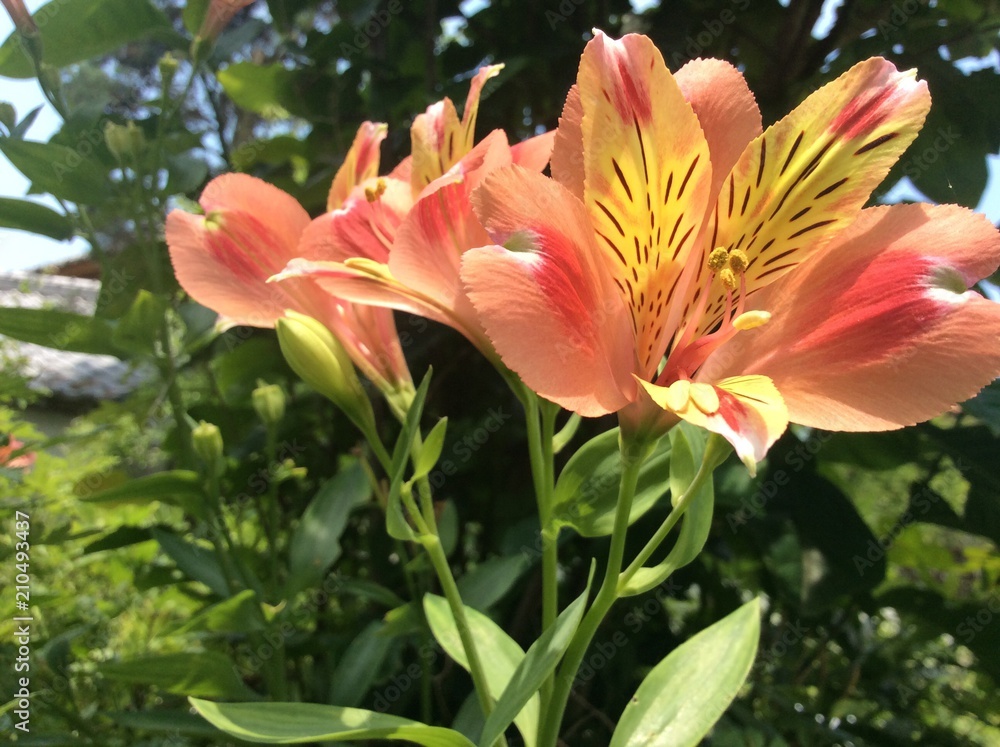 Fototapeta premium 美しいお花