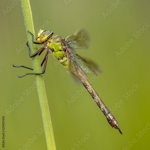 Female Emperor dragonfly