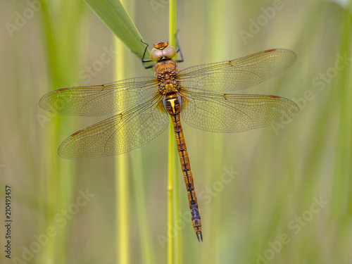 Green eyed hawker on reed