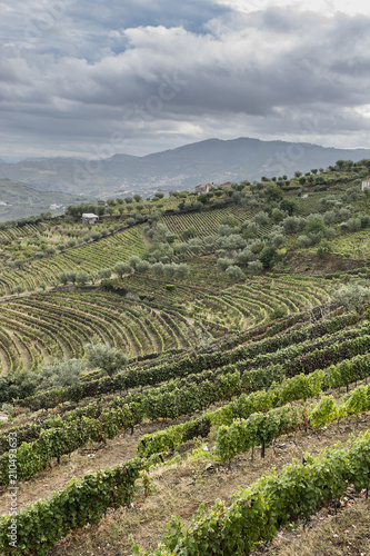 Hills covered with vineyards in Portugal
