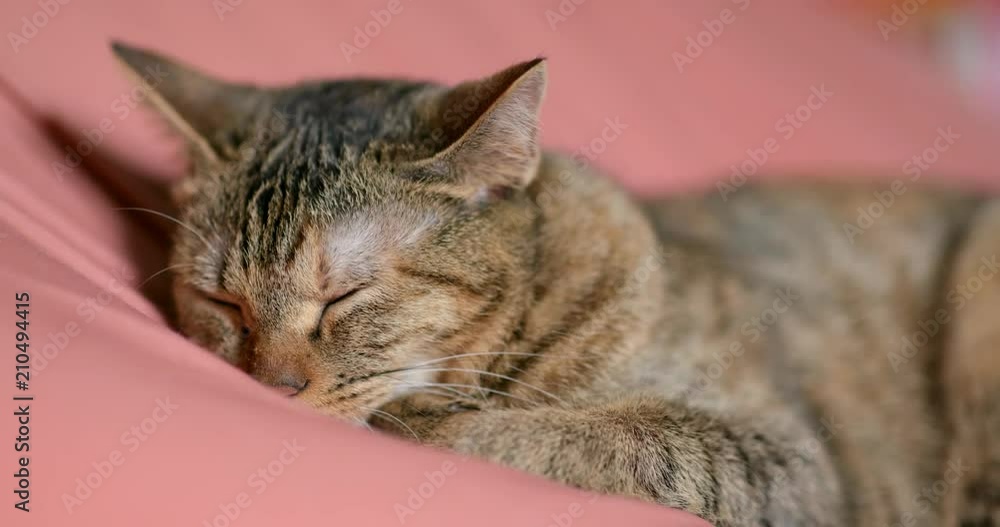 Domestic cat sleeping at home Domestic cat sleeping at home