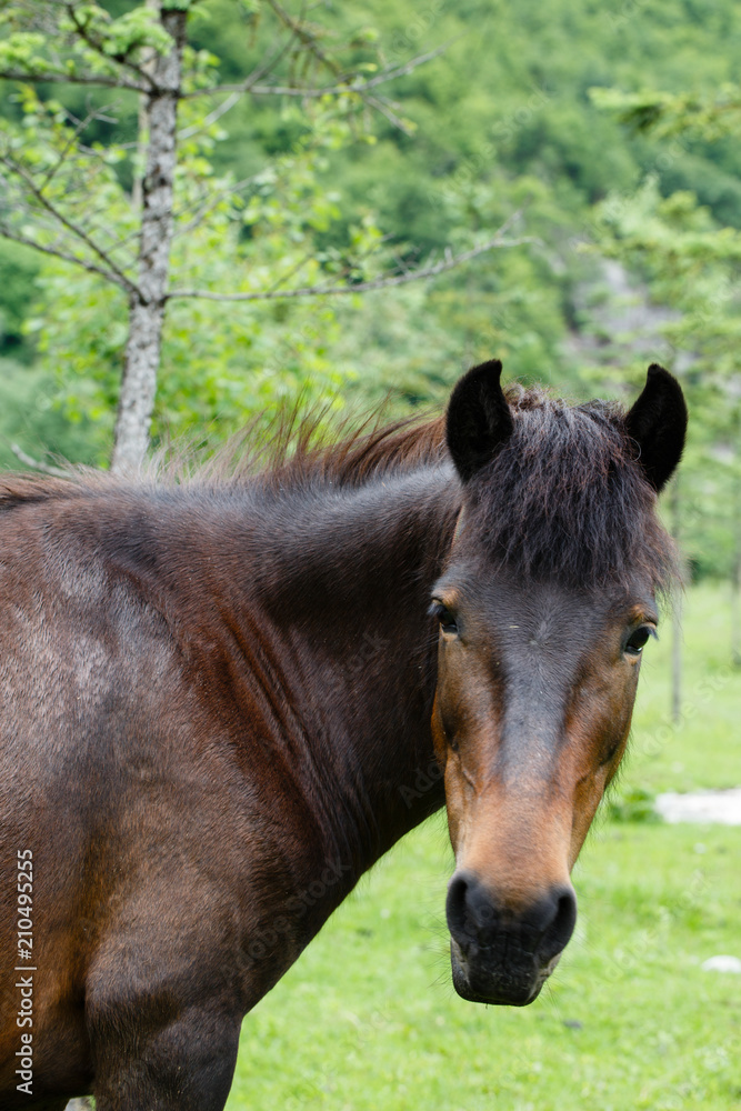 Fototapeta premium Horse