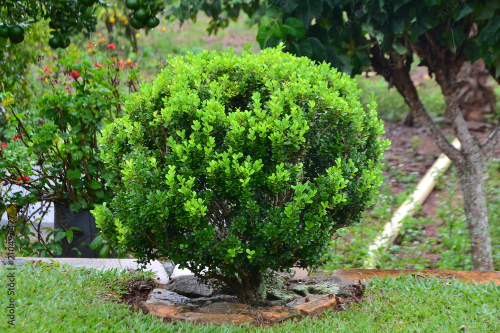 nature nature