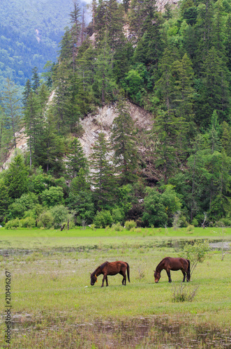 Pasture and horses