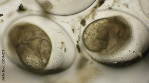 movement of the eggs of the Snail Planorbis under a microscope photo