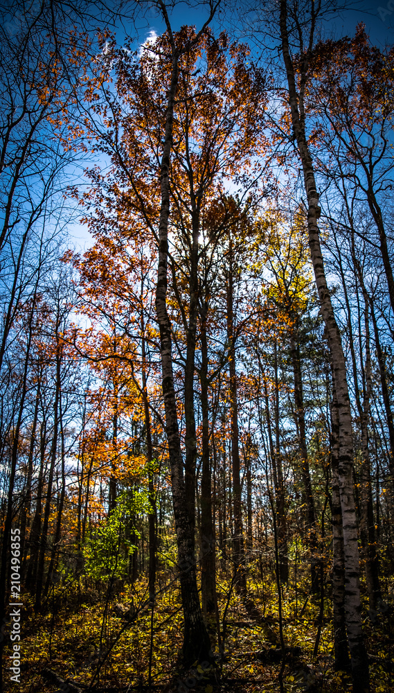 Autumns Glow Autumns Glow