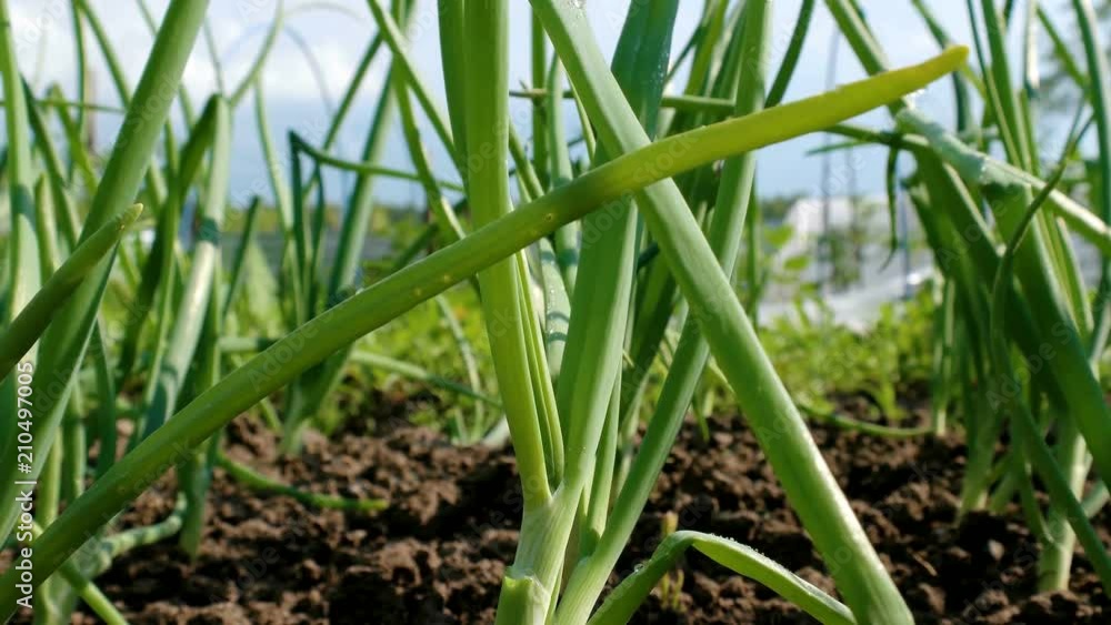 grows green onions, smooth movement with a slider grows green onions, smooth movement with a slider