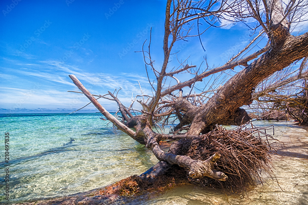San Blas island with fallen tree San Blas island with fallen tree