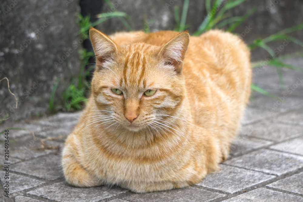 香箱座りの猫