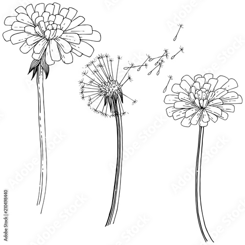 Dandelion in a vector style isolated. Full name of the plant: dandelion. Vector flower for background, texture, wrapper pattern, frame or border.