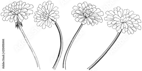 Dandelion in a vector style isolated. Full name of the plant: dandelion. Vector flower for background, texture, wrapper pattern, frame or border.