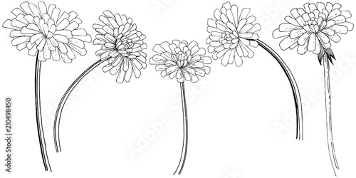 Dandelion in a vector style isolated. Full name of the plant: dandelion. Vector flower for background, texture, wrapper pattern, frame or border.