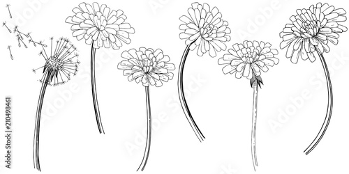 Dandelion in a vector style isolated. Full name of the plant  dandelion. Vector flower for background  texture  wrapper pattern  frame or border.