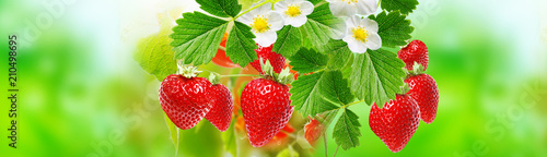 fresh red ripe summer strawberries