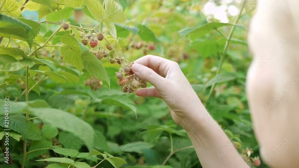 A woman rips a ripe raspberry from a bush A woman rips a ripe raspberry from a bush