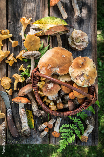 Top view of noble mushrooms on old wooden rustic table