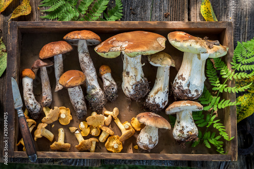 Top view of edible wild mushrooms in wooden box