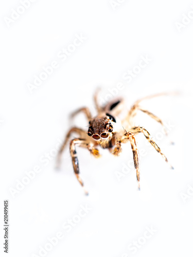 Macro shot of Jumping spider