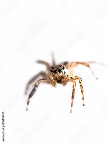 Macro shot of Jumping spider