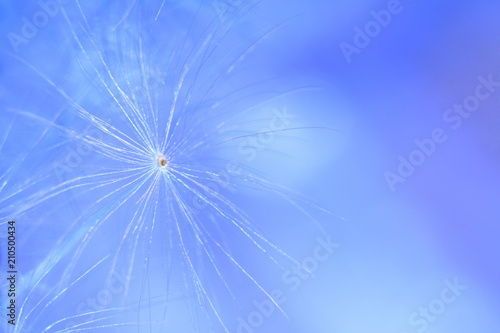 Fototapeta Naklejka Na Ścianę i Meble -   feathers of dandelion seeds. fancy shapes macro shot. small defocus