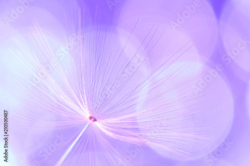 Fototapeta Naklejka Na Ścianę i Meble -   feathers of dandelion seeds. fancy shapes macro shot. small defocus