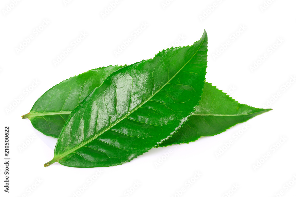 Fototapeta premium leaves Fresh green tea isolated on white background.