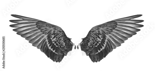 wing of bird on white background.