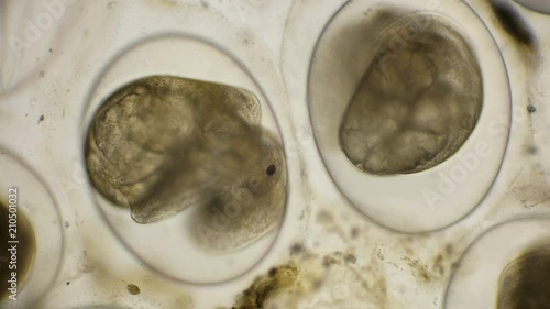 movement of the eggs of the Snail Planorbis under a microscope photo