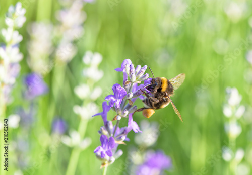 Bumblebee on lavender flower. Natural defocused background. 