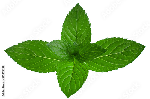 Mint herb leaf  on white