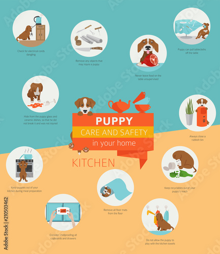 Puppy care and safety in your home. Kitchen. Pet dog training infographic design