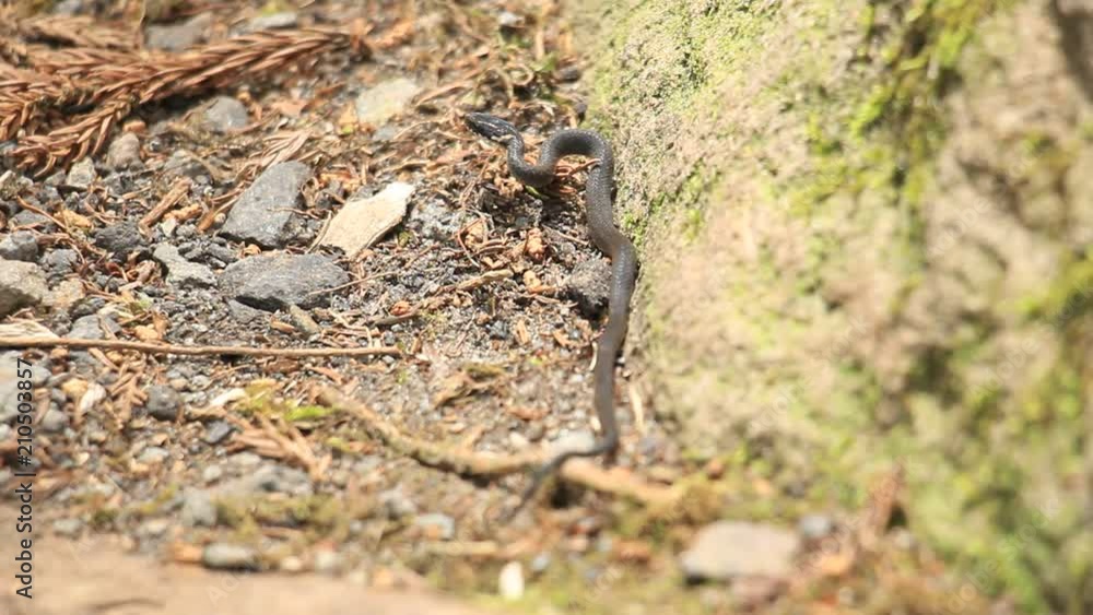 ヘビの赤ちゃん ヘビの赤ちゃん
