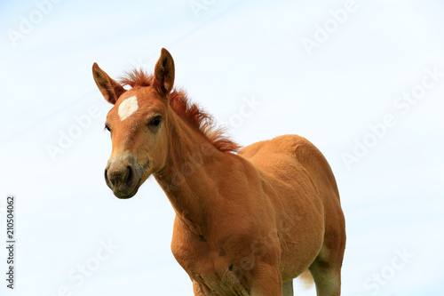 Fototapeta Naklejka Na Ścianę i Meble -  A horse is on the grass