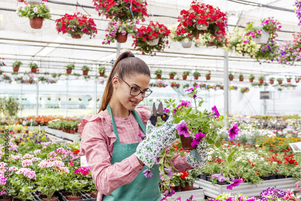 Woman cutting with scissors dry flowers in nursery garden and smile