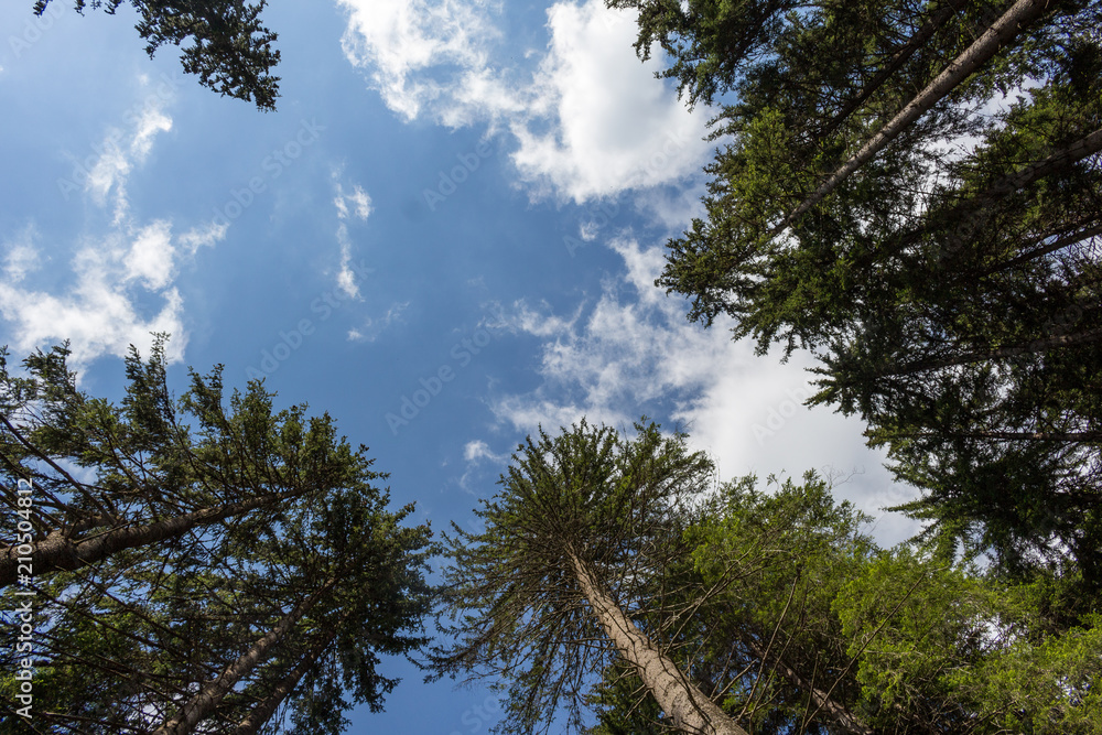 Obraz premium Trees and sky in the forest