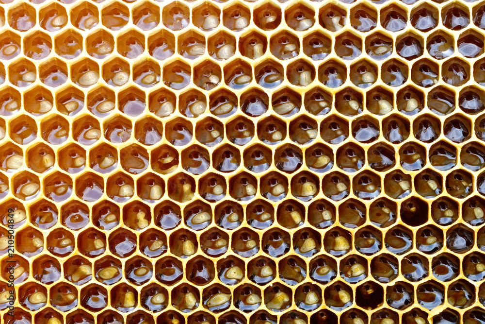 Honeycomb from a bee hive filled with golden honey in a full frame view. Background texture. Honeycomb from a bee hive filled with golden honey in a full frame view. Background texture.