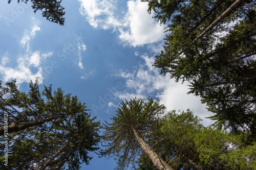 Trees and sky in the forest