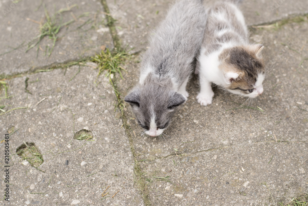 Obraz premium Fleked kittens outdoors exploring the surroundings.