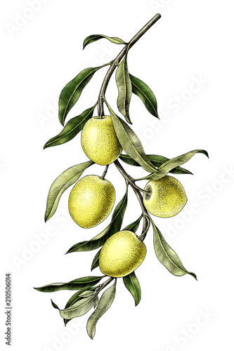 Olive branch illustration vintage clip art isolate on white background