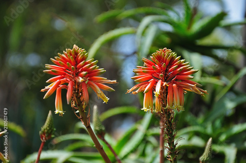 red flowers of aloe vera