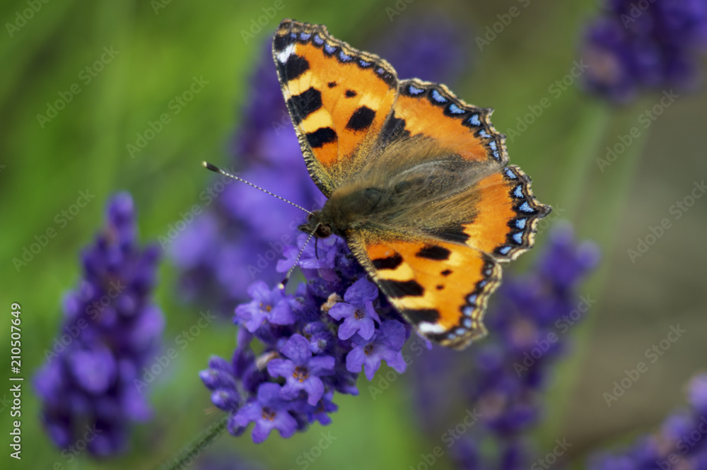 Butterfly on lavender Butterfly on lavender