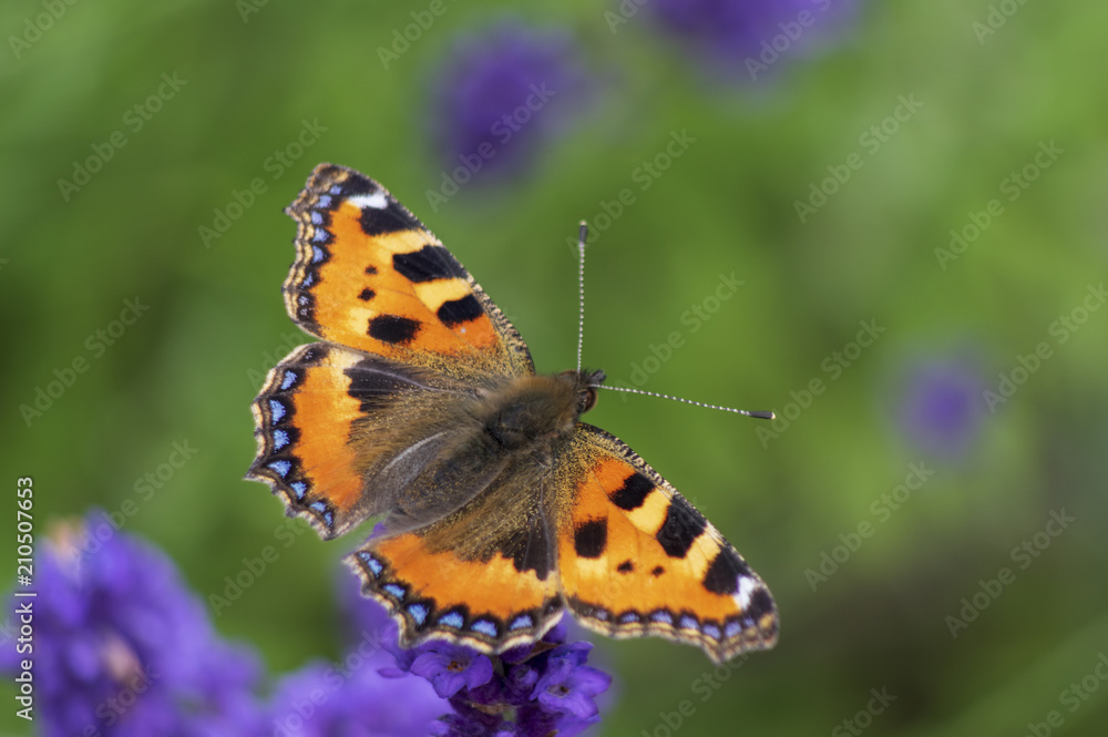 Butterfly on lavender Butterfly on lavender