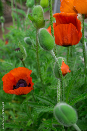 Fototapeta Naklejka Na Ścianę i Meble -  Beautiful flowers and buds of the blossoming red poppy in the garden.