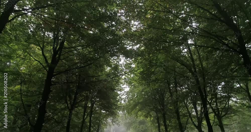 Drone shots in the middle of a dark forest. Drone shots in the middle of a dark forest.
