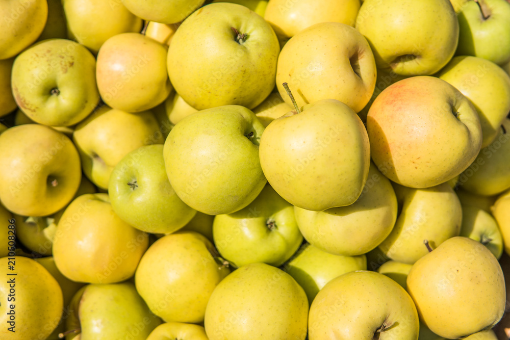 yellow apples close up background in summer day yellow apples close up background in summer day
