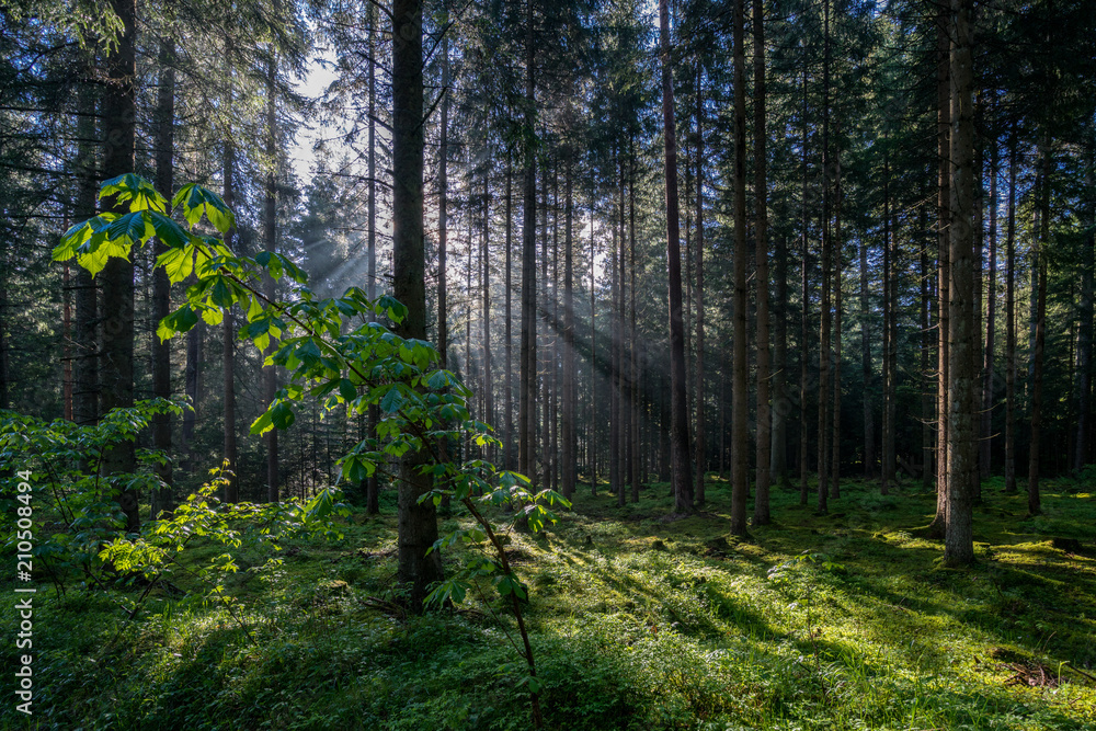 Fototapeta premium Sonnenschein im Wald